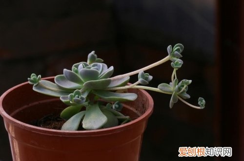 图 子持莲华怎么养 子持莲华的养殖方法和注意事项