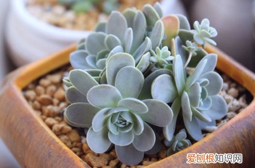 图 子持莲华怎么养 子持莲华的养殖方法和注意事项