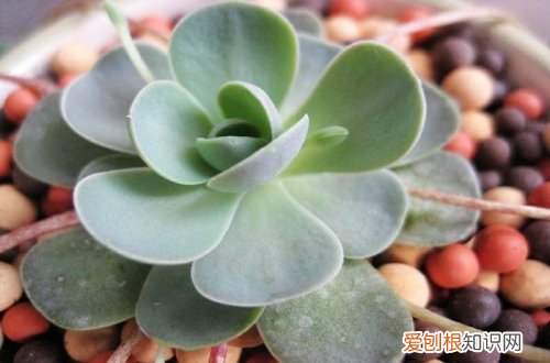 图 子持莲华怎么养 子持莲华的养殖方法和注意事项