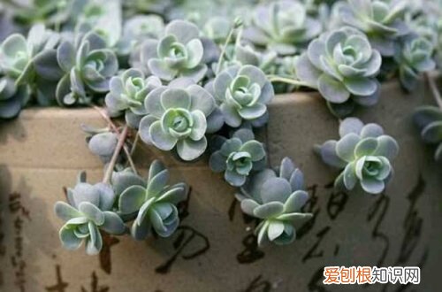 图 子持莲华怎么养 子持莲华的养殖方法和注意事项