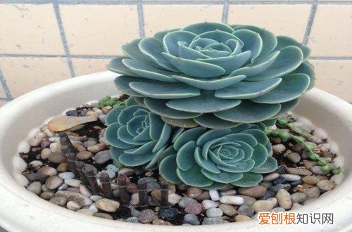 图 玉蝶怎么养 玉蝶的养殖方法和注意事项