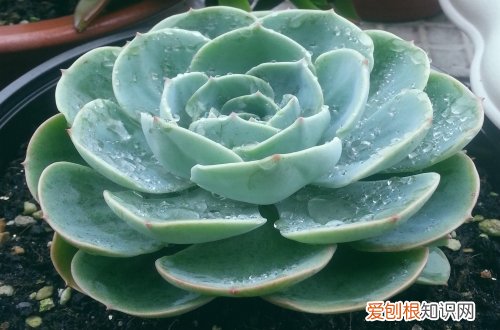 图 玉蝶怎么养 玉蝶的养殖方法和注意事项