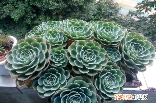 图 玉蝶怎么养 玉蝶的养殖方法和注意事项