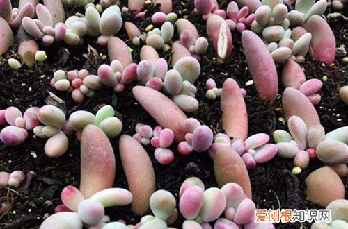 图 多肉叶插方法 多肉怎样叶插出芽率高