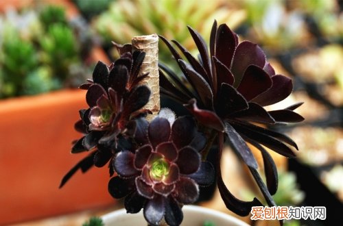 图 黑法师怎么养 黑法师的养殖方法和注意事项