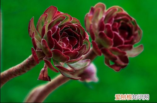 图 黑法师怎么养 黑法师的养殖方法和注意事项