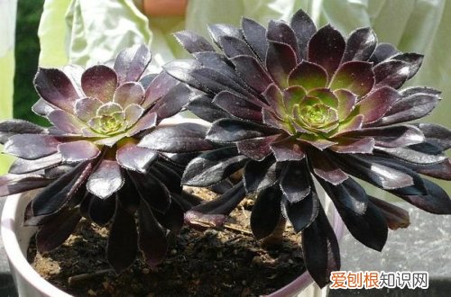 图 黑法师怎么养 黑法师的养殖方法和注意事项