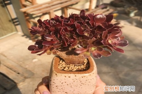 图 黑法师怎么养 黑法师的养殖方法和注意事项