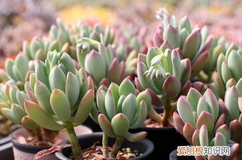 图 星美人怎么养 星美人的养殖方法和注意事项