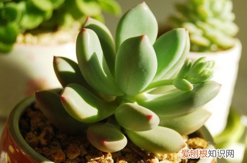 图 星美人怎么养 星美人的养殖方法和注意事项