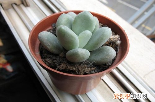 图 星美人怎么养 星美人的养殖方法和注意事项