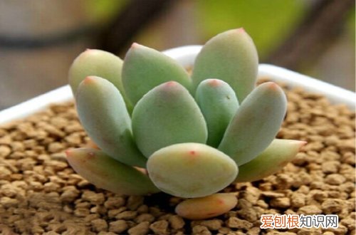 图 星美人怎么养 星美人的养殖方法和注意事项