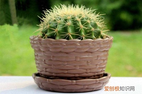 图 金琥怎么养 金琥的养殖方法和注意事项