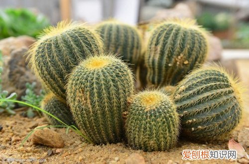 图 金琥怎么养 金琥的养殖方法和注意事项