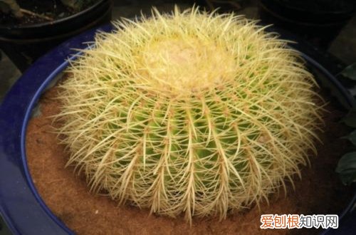 图 金琥怎么养 金琥的养殖方法和注意事项