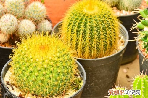 图 金琥怎么养 金琥的养殖方法和注意事项