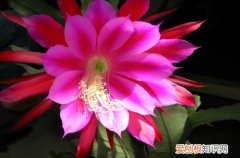 图 令箭荷花怎么养 令箭荷花的养殖方法和注意事项