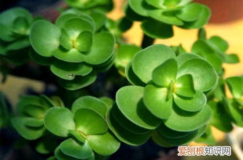 图 金钱木怎么养 金钱木的养殖方法和注意事项