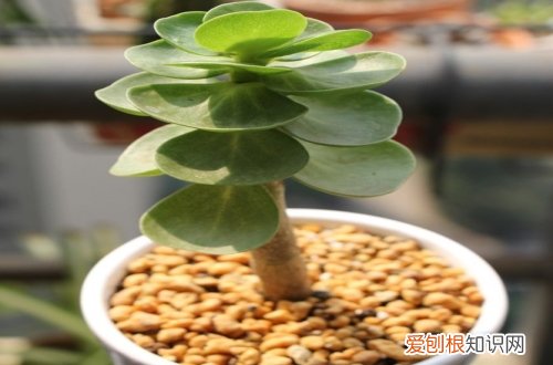 图 金钱木怎么养 金钱木的养殖方法和注意事项