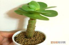 图 金钱木怎么养 金钱木的养殖方法和注意事项