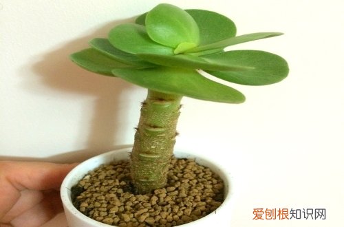 图 金钱木怎么养 金钱木的养殖方法和注意事项