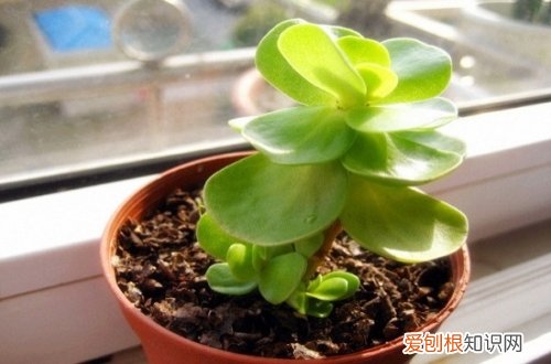 图 金钱木怎么养 金钱木的养殖方法和注意事项