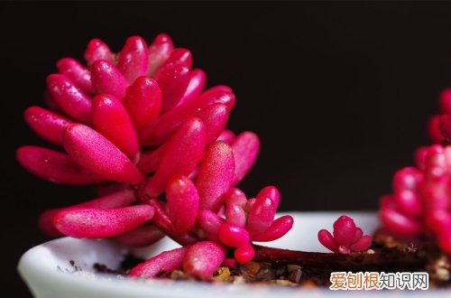 图 虹之玉怎么养 虹之玉的养殖方法和注意事项