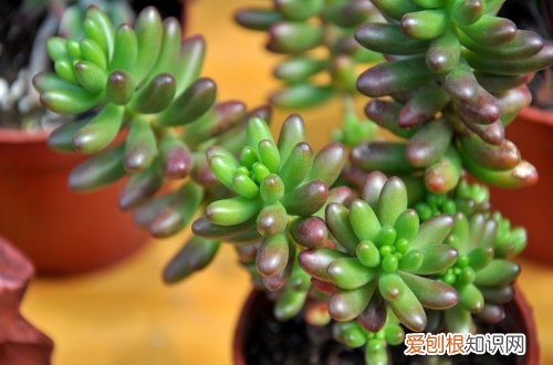 图 虹之玉怎么养 虹之玉的养殖方法和注意事项