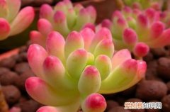 图 虹之玉怎么养 虹之玉的养殖方法和注意事项