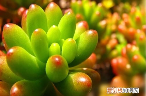 图 虹之玉怎么养 虹之玉的养殖方法和注意事项