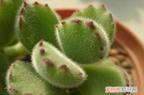 图 熊童子怎么养 熊童子的养殖方法和注意事项