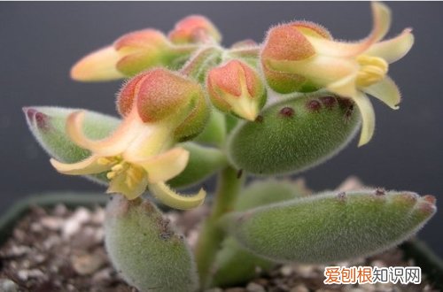 图 熊童子怎么养 熊童子的养殖方法和注意事项