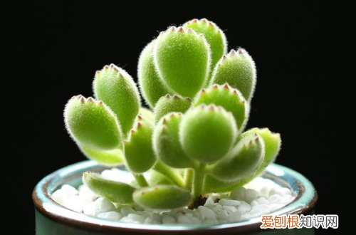 图 熊童子怎么养 熊童子的养殖方法和注意事项