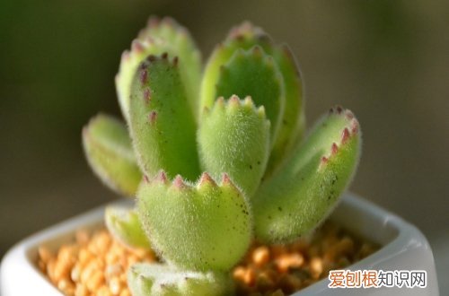 图 熊童子怎么养 熊童子的养殖方法和注意事项