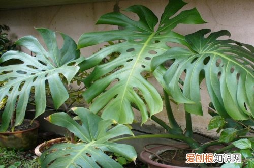 如何修剪龟背竹 龟背竹的修剪方法图解
