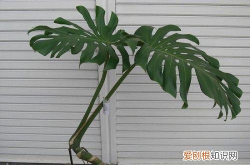 如何修剪龟背竹 龟背竹的修剪方法图解