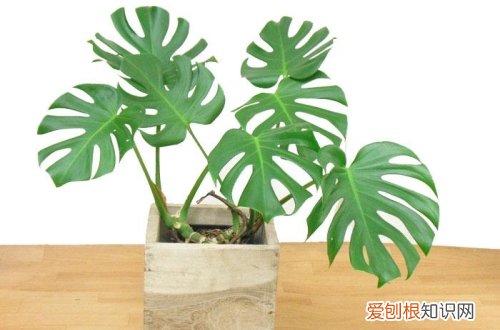 如何修剪龟背竹 龟背竹的修剪方法图解