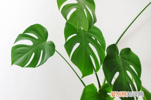 如何修剪龟背竹 龟背竹的修剪方法图解