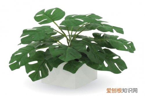 如何修剪龟背竹 龟背竹的修剪方法图解