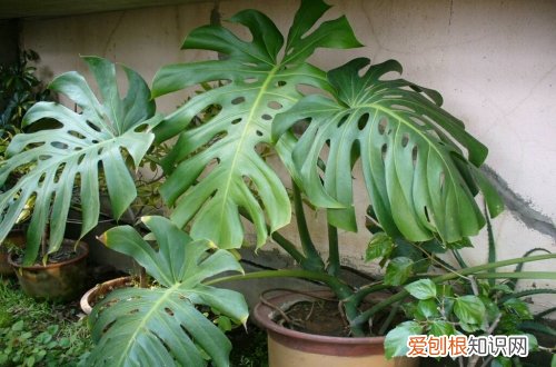 如何修剪龟背竹 龟背竹的修剪方法图解