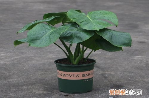 如何修剪龟背竹 龟背竹的修剪方法图解