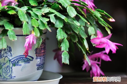 图 蟹爪兰怎么养 蟹爪兰的养殖方法和注意事项