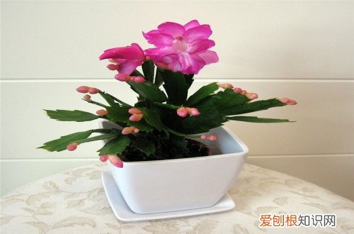 图 蟹爪兰怎么养 蟹爪兰的养殖方法和注意事项