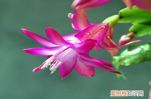 图 蟹爪兰怎么养 蟹爪兰的养殖方法和注意事项