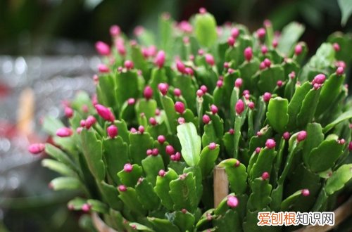 图 蟹爪兰怎么养 蟹爪兰的养殖方法和注意事项