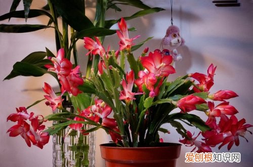 图 蟹爪兰怎么养 蟹爪兰的养殖方法和注意事项