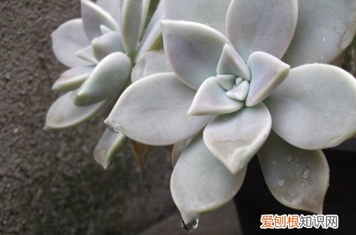 图 宝石花怎么养 宝石花的养殖方法和注意事项