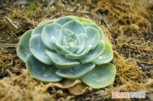 图 宝石花怎么养 宝石花的养殖方法和注意事项