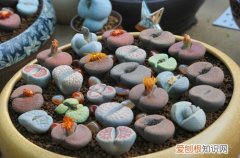 图 生石花怎么养 生石花的养殖方法和注意事项