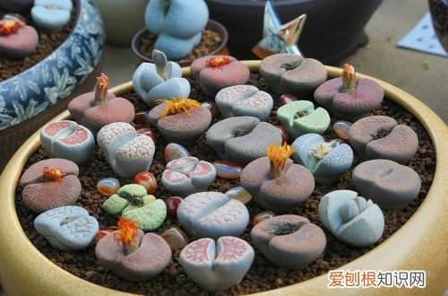 图 生石花怎么养 生石花的养殖方法和注意事项